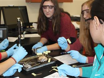 Students with gloves on doing a brain dissection